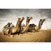  Tapéta Animal36 Camels, 300 x 200 cm