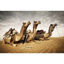  Tapéta Animal36 Camels, 300 x 200 cm tapéta, díszléc és más dekoráció