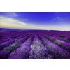  Tapéta Levendula1, 350 x 250 cm