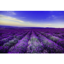  Tapéta Levendula1, 350 x 250 cm tapéta, díszléc és más dekoráció