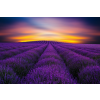  Tapéta levendulamező, napkelte, 300 x 250 cm