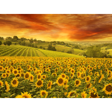  Tapéta Naplemente napraforgó felett, 300 x 200 cm tapéta, díszléc és más dekoráció