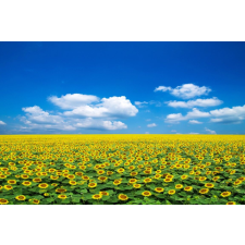  Tapéta Natura104, 300 x 200 cm tapéta, díszléc és más dekoráció