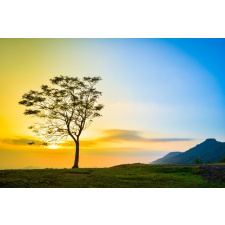  Tapéta Natura27, 300 x 200 cm tapéta, díszléc és más dekoráció