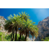  Tapéta Pálmafák30, 300 x 250 cm