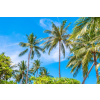  Tapéta Pálmafák40, 350 x 200 cm
