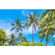  Tapéta Pálmafák40, 350 x 200 cm tapéta, díszléc és más dekoráció