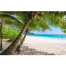  Tapéta Pálmafák árnyékában, 300 x 200 cm tapéta, díszléc és más dekoráció