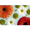 Tapéta Virágok162 Gerberák és százszorszépek, 350 x 200 cm