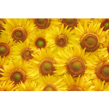  Tapéta Virágok23, 350 x 200 cm tapéta, díszléc és más dekoráció