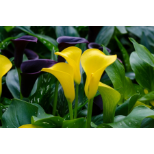  Tapéta Virágok58, 300 x 250 cm tapéta, díszléc és más dekoráció