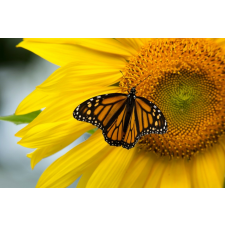  Tapéta Virágok70, 300 x 250 cm tapéta, díszléc és más dekoráció