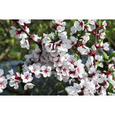  Tapéta Virágok74, 300 x 200 cm tapéta, díszléc és más dekoráció