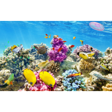  Tapéta Víz alatti világ 4, 300 x 200 cm tapéta, díszléc és más dekoráció
