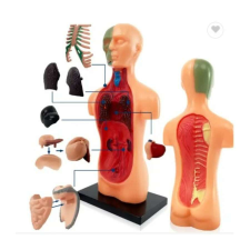 TENGXIN Emberi test - oktató játék és anatómia modell kreatív és készségfejlesztő