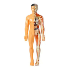 TENGXIN Emberi test - oktató játék és anatómia modell - teljes alakos oktatójáték