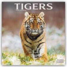  Tigers Calendar 2024  Square Wildlife Safari Big Cats Wall Calendar - 16 Month naptár, kalendárium
