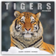 Tigers - Tiger 2025 - 16-Monatskalender naptár, kalendárium