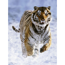 Tigris a hóban 500 darabos kirakó puzzle, kirakós