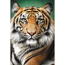 Tigris portré kirakó 1500 darab puzzle, kirakós