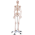 Timeless Tools életnagyságú Anatómiai Csontváz modell állvánnyal, 206 csont