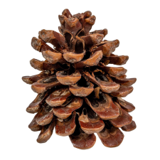  Toboz pinus pinea 10-12cm dekorációs kellék