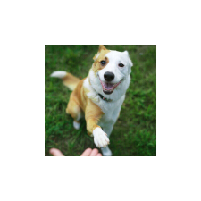  TOFI Agility Hinta játék kutyáknak