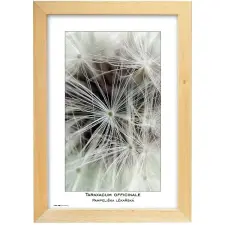 Tradag Natura 20×30, natúr fényképkeret