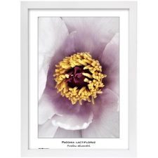 Tradag Natura 29,7×42, A3, fehér fényképkeret