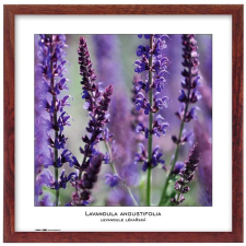 Tradag Natura 40×40, barna fényképkeret