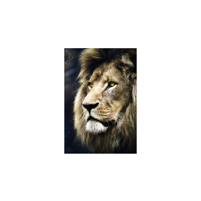 Trefl Oroszlán portré - 1500 darabos puzzle puzzle, kirakós