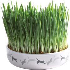 Trixie | Ceramic Bowl whit Cat Grass - macskafű kerámiatálban - ø 15×4 cm vitamin, táplálékkiegészítő macskáknak