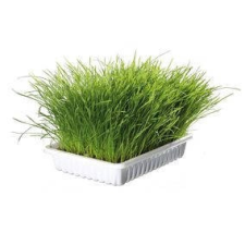 Trixie Trixie Soft Cat Grass Bio Vitaminozott Macskafű macskafelszerelés