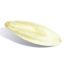  TRÓPUS szépia csont 1 db-os XL 20-24 cm madárfelszerelés