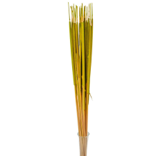  Typha indiai vil.zöld 35db-os dekorációs kellék