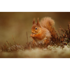  Vászon festmény, MÉDIA, Játékos mókus, 105 x 70 cm grafika, keretezett kép