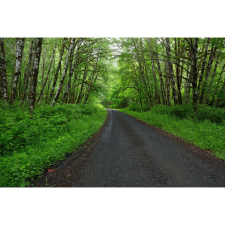  Vászon festmény, MÉDIA, Lombos erdő, 105 x 70 cm grafika, keretezett kép