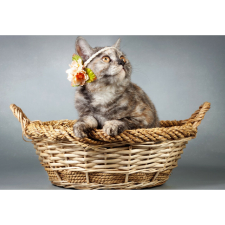  Vászon festmény, MÉDIA, Macska1, 105 x 70 cm grafika, keretezett kép