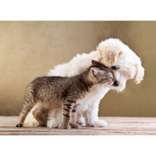  Vászon festmény, MÉDIA, Macska2, 105 x 70 cm grafika, keretezett kép