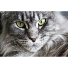  Vászon festmény, MEDIA, Macska tekintete 105 x 70 cm grafika, keretezett kép