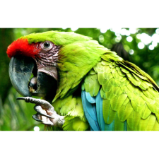  Vászon festmény, MEDIA, Madarak4, 105 x 70 cm grafika, keretezett kép