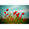  Vászon festmény, MEDIA, Mákmező, 105 x 70 cm
