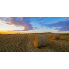  Vászon festmény, MÉDIA, Ősz a mezőn, 105 x 70 cm grafika, keretezett kép