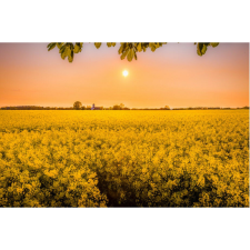  Vászon festmény, MÉDIA, Repcemező, 105 x 70 cm grafika, keretezett kép