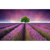  Vászon festmény, MÉDIA, Zöld alma levendulamezőben, 105 x 70 cm
