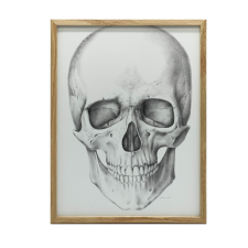 VÁSZONFESTMÉNY FALKOPONYA ANATÓMIAI PREMIUM-HOZ KERET NÉLKÜL 30x40 grafika, keretezett kép