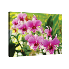 Vászonkép Orchidea 3 tapéta, díszléc és más dekoráció