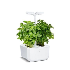 Véritable Igaz Exky CLASSIC dekoráció