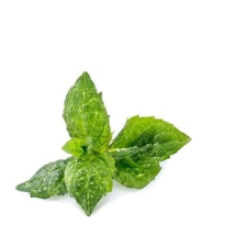 Véritable Lingot Menta dekoráció