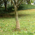 vidaXL jutatekercs 0,25 x 10 m 100% juta 200 g/m2